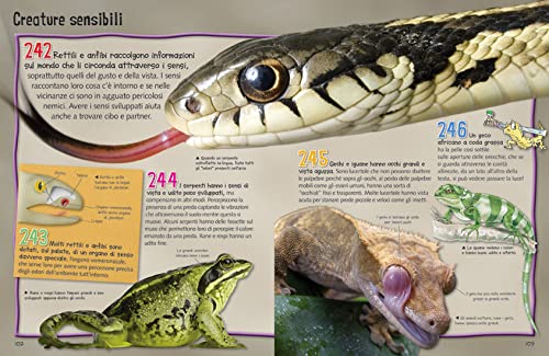 Libro - Meravigliosi animali. Conoscimondo - Kelly, Miles