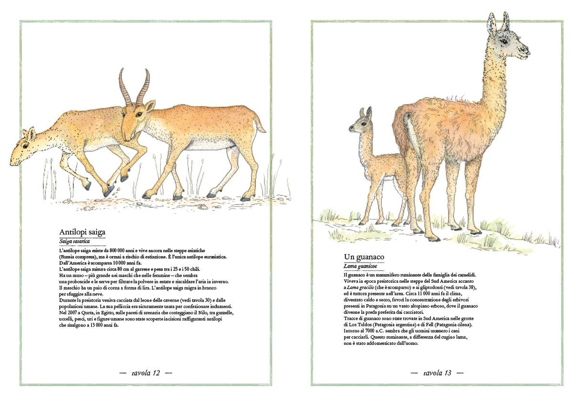 Libro - Inventario illustrato della preistoria  - Aladjidi, Virginie