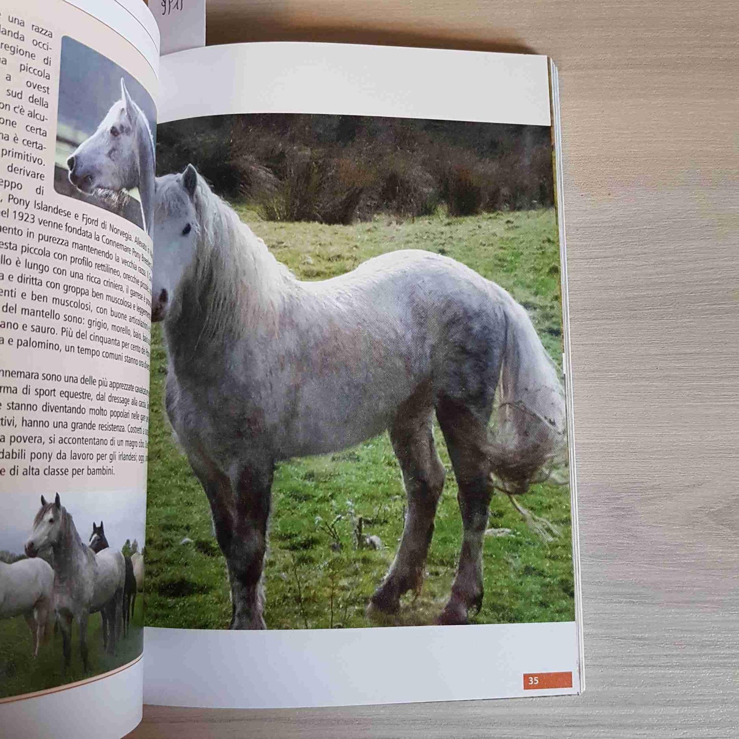 MANUALE DEL CAVALLO RAZZE - CURA - ADDESTRAMENTO